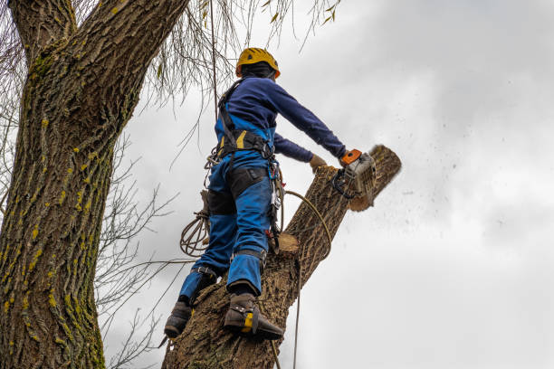 Best Emergency Tree Removal  in New Albany, IN