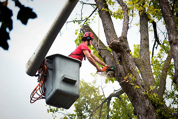 Best Seasonal Cleanup (Spring/Fall)  in New Albany, IN